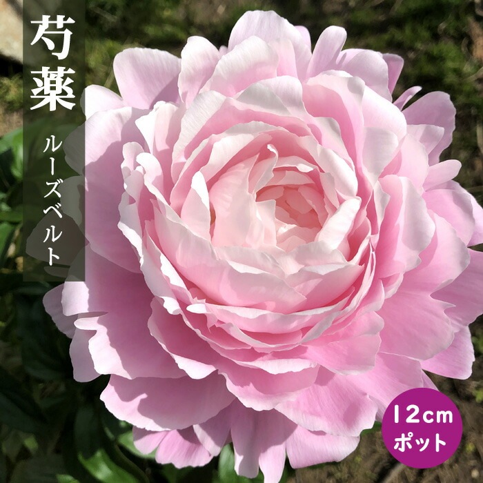 10月下旬より発送・早割】 芍薬 苗 ルーズベルト 12cmポット 桃色