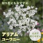 ֤Τ襤 ꥢ ꥦ  ˡ  庬 10  鿴Ը Ƥ䤹 ǥ˥ ֤