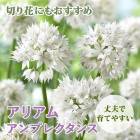 ֤Τ襤 ꥢ ꥦ  ץ쥯  庬 12  鿴Ը Ƥ䤹 ֤