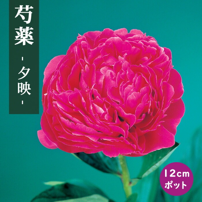 芍薬 苗 夕映 （ゆうばえ） 12cmポット 赤色 しゃくやく シャクヤク