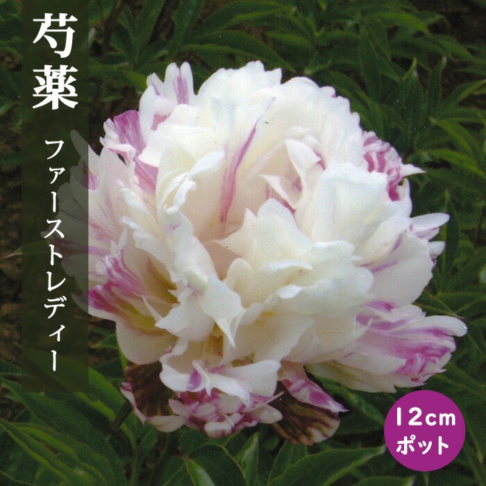 芍薬 苗 ファーストレディー 12cmポット 白色 しゃくやく シャクヤク