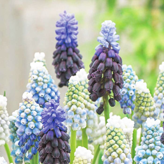 10月上中旬より発送・早割】 まとめて植える ムスカリ 【3種 混合