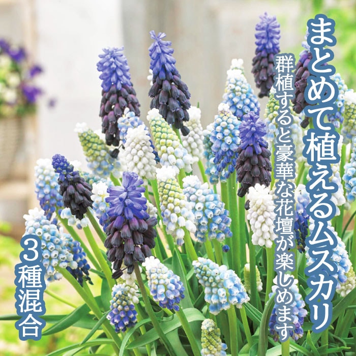 まとめて植える ムスカリ 【3種 混合 】 球根 25球 秋植え 寄せ植え