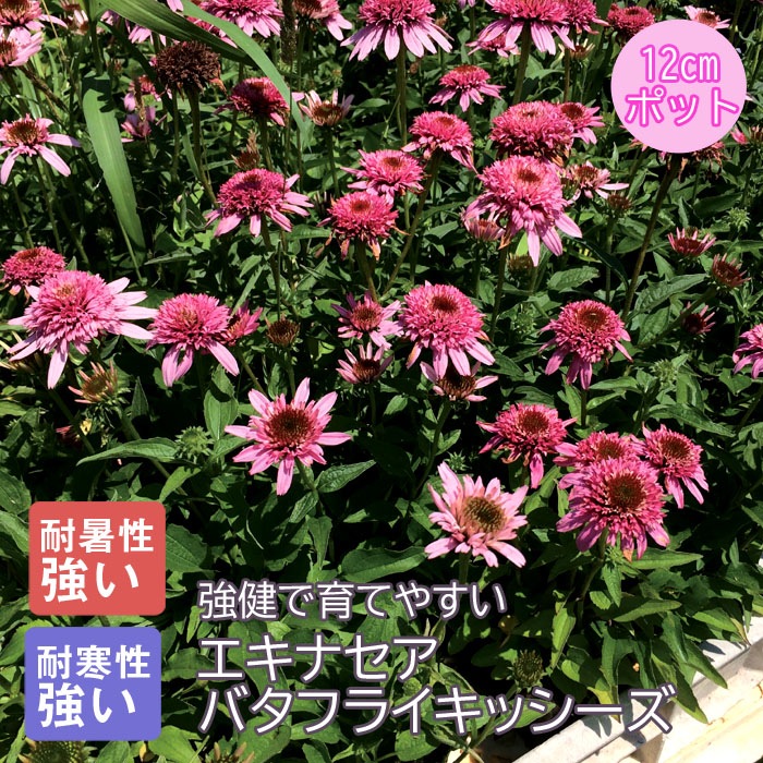 プレミアム 宿根草 苗 エキナセア バタフライキッシーズ 12cmポット