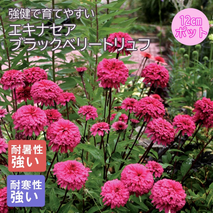 プレミアム 宿根草 苗 エキナセア ブラックベリートリュフ 12cm