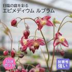 ��ͽ��ۥץ�ߥ��� �ɺ��� �� ���ԥ�ǥ����� ��֥�� 12����ݥå� ����ä��󤽤� ¿ǯ�� �ڥ�˥���ڣ����Ⱦ���缡ȯ����