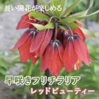 �ե����ꥢ ��åɥӥ塼�ƥ� �庬 1�� ��餭 ������ ɴ�� �ץ�󥿡� ���� Ω��Ū �󤻿��� �֤�����