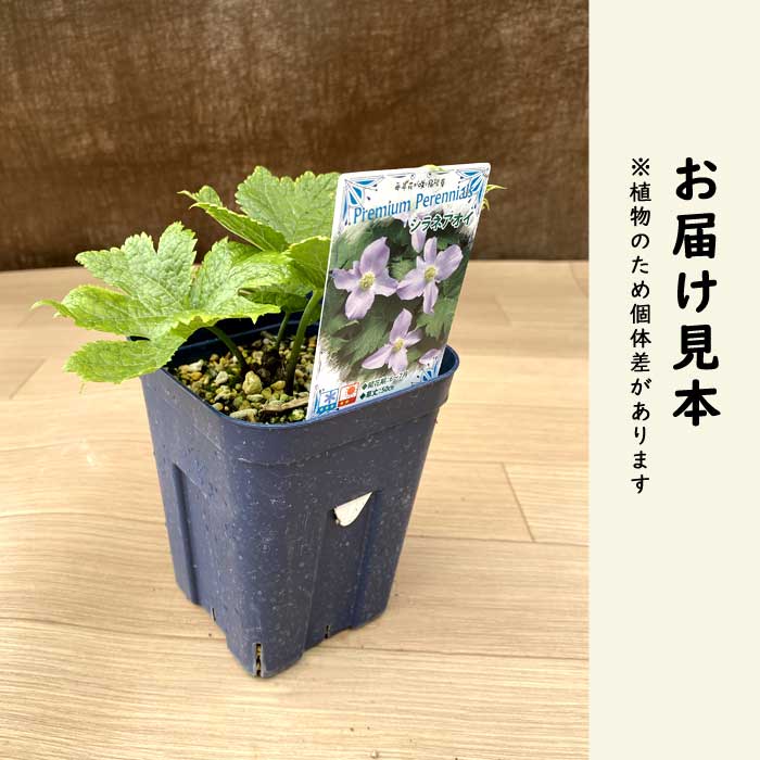 プレミアム 宿根草 苗 シラネアオイ 12cmポット 日陰 半日陰