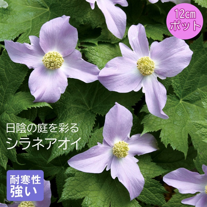 山野草　妖精の舞　シラネアオイ　15A 10月中下旬より順次発送】プレミアム 宿根草 苗 シラネアオイ 12cm
