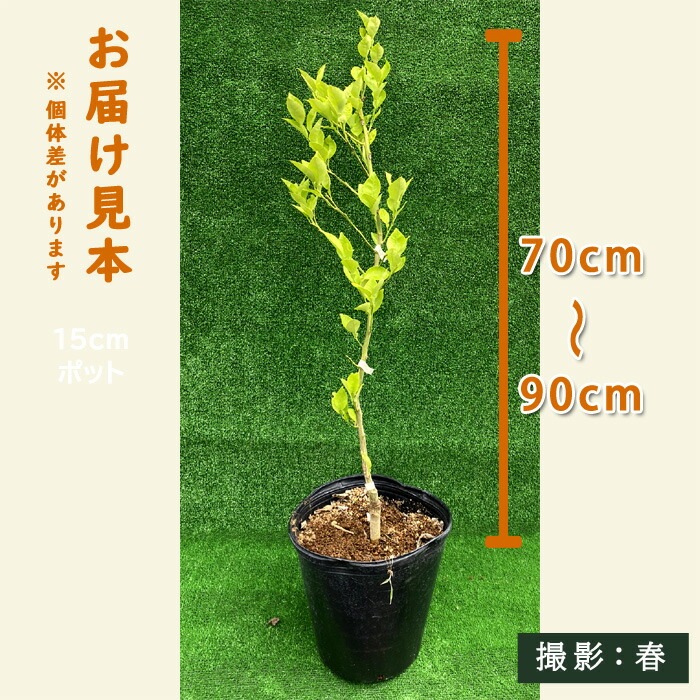 かぼす 苗木 大分1号 24cmポット 選抜カボス かぼす 接木 柑橘 柑橘苗