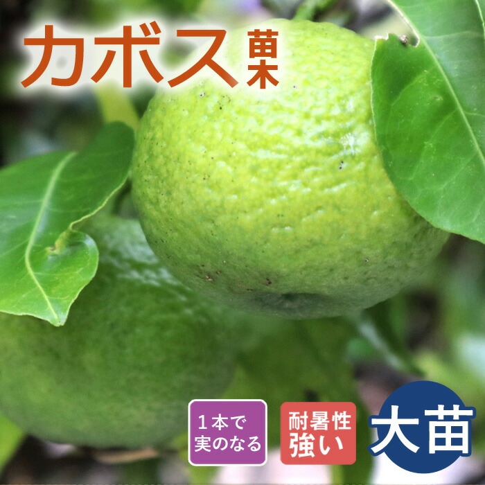 4年生　果実つき　カボス接木苗／樹高120センチ 8号鉢　撮影品のお届け kabosu-re01-logo.jpg