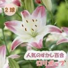 ɴ  ݥå  庬 2  ߿ ɴ ȭ   Lily ֤