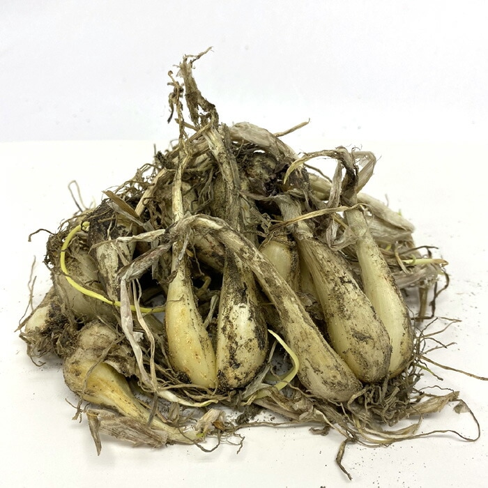 らっきょう 種 球根 150g ヘルシー 野菜 家庭菜園 プランター 栽培