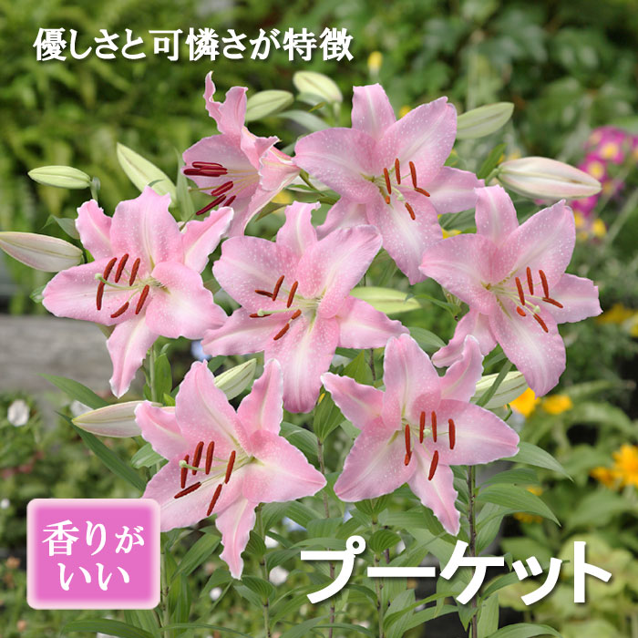 カサブランカ 球根 プーケット （ ピンクカサブランカ）1球