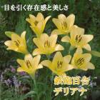 Ŵˤɴ�� �� �ǥꥢ�� �� �庬 2�� �ƥåݥ� ��� Lily ɴ�� �� �������� ������ �߿��� ȭ���� ���� �֤�����