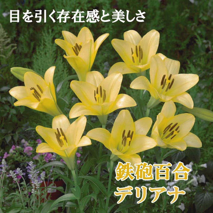 鉄砲百合 【 デリアナ 】 球根 2球 テッポウ ユリ Lily 百合 黄