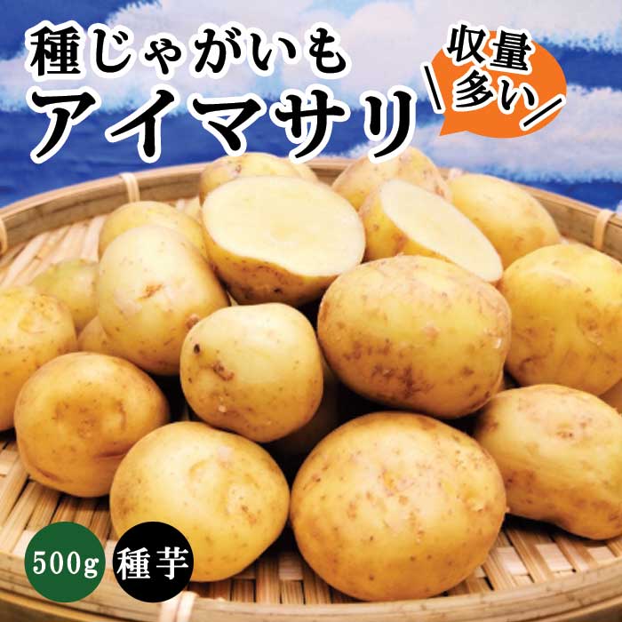 種 じゃがいも アイマサリ PVP 約500g※大小ミックス※ 秋じゃが 秋植え