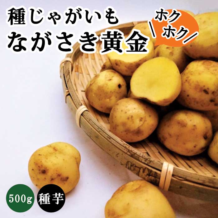 8月中旬より発送・早割】 種 じゃがいも ながさき黄金 PVP 約500g