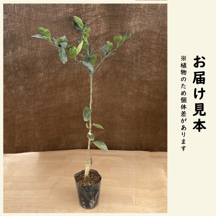 柑橘 苗木 じゃばら 15cm ポット 苗 接木 柑橘 自家結実性 苗木 果樹