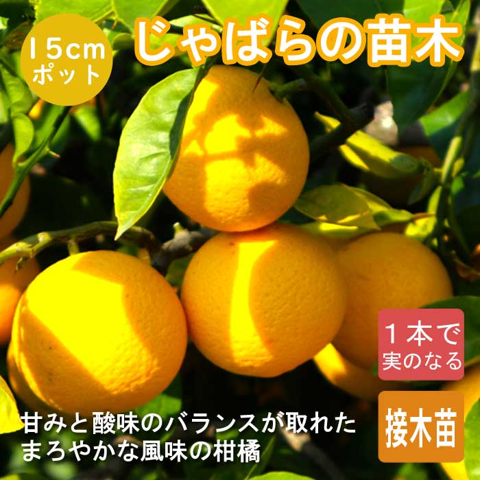 柑橘 苗木 じゃばら 15cm ポット 苗 接木 柑橘 自家結実性 苗木 果樹