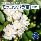 åХ   Ȭź餭  9cm ݥå ǥ˥  ĤХ 鲢 Ƥ䤹 ڹ Х Х  rose