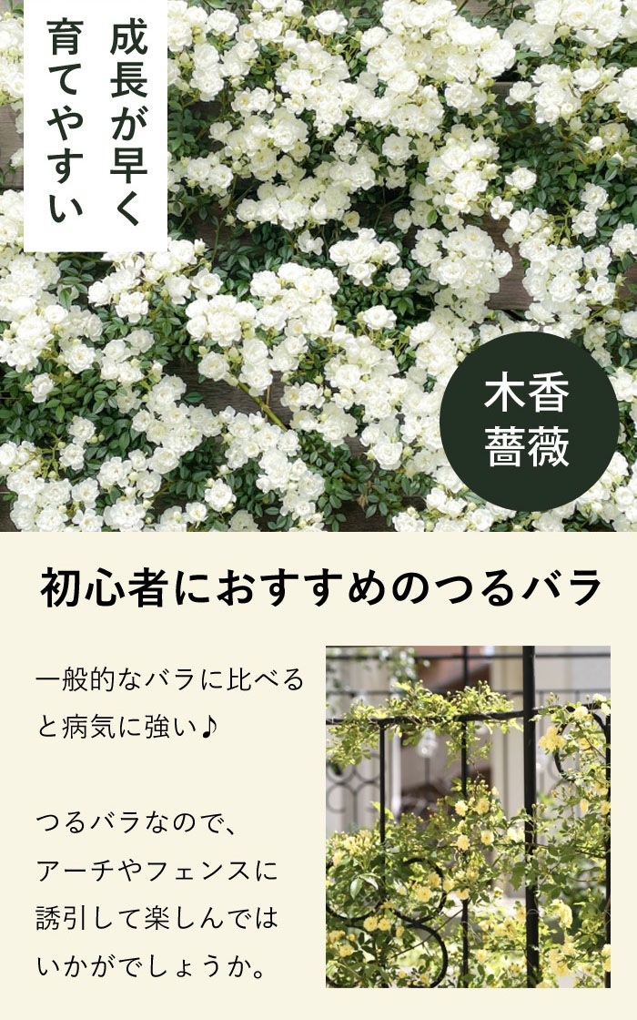 ミニ薔薇　モッコウバラ　白花　盆栽　まるり鉢 08683614db3aed4512ba0f40e296ba