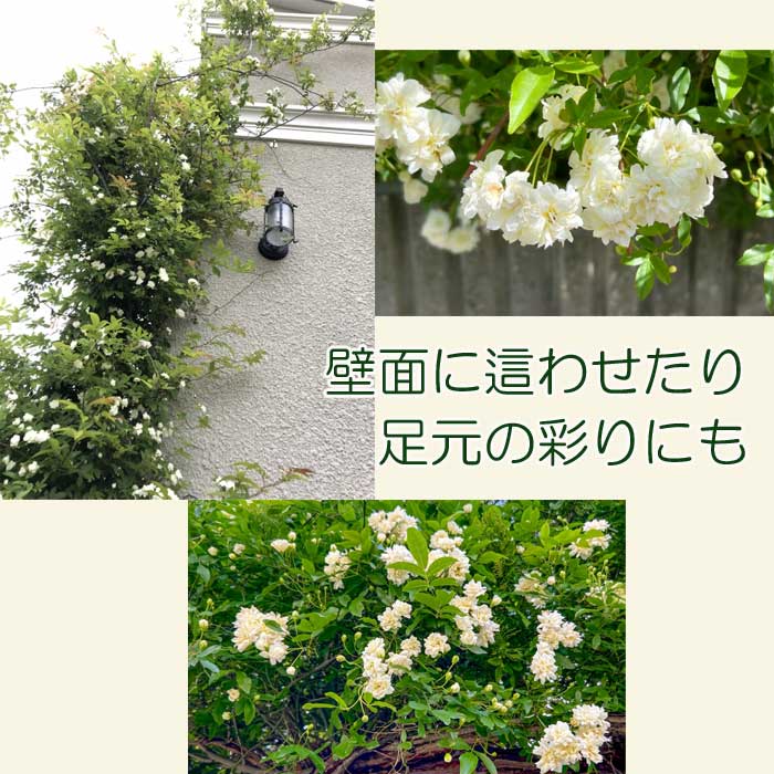 ミニ薔薇　モッコウバラ　白花　盆栽　まるり鉢 08683614db3aed4512ba0f40e296ba