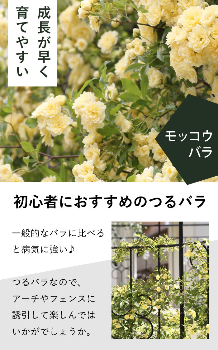 モッコウバラ 苗木 黄 八重咲き 黄色 9cm ポット ガーデニング 園芸