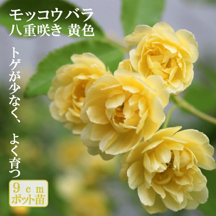 モッコウバラ 苗木 黄 八重咲き 黄色 9cm ポット ガーデニング 園芸