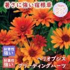 11月中旬より順次発送】宿根草 苗 ヘリオプシス ブリーディングハーツ