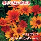 ��ͽ��۽ɺ��� �� �إꥪ�ץ��� �֥꡼�ǥ��󥰥ϡ��� 9������󥰥ݥå� �ɺ�ɱ�Ҥޤ�� �ɺ��ҥ�ҥޥ�� �뤵�˶��� �ڣ����Ⱦ���缡ȯ����