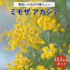 �������� ���� �ߥ⥶ �������� �ߥ⥶ȭ���� ���� 13.5����ݥå� ����ܥ�ĥ꡼ �����ǥ˥� ��� ���� ����̵�� ��