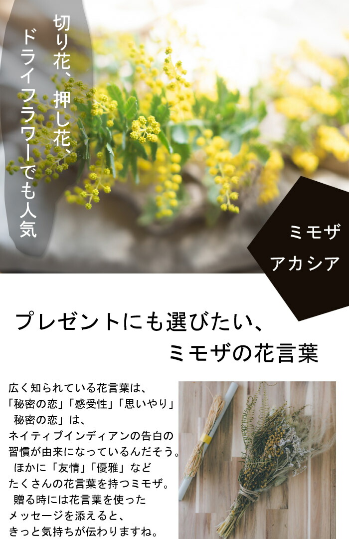 アカシア 苗木 ミモザ アカシア ミモザ鉢植え 苗木 13.5cmポット