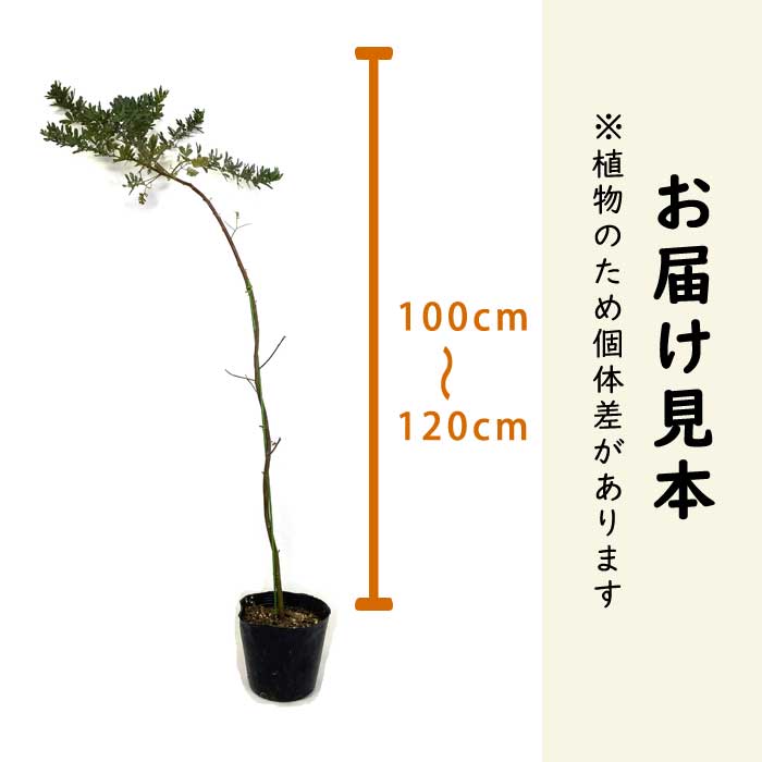 ミモザ　アカシア　　苗木　　　　　　　　　（ロングサイズです） アカシア 苗木 ミモザ アカシア ミモザ鉢植え 苗木 13.5cmポット