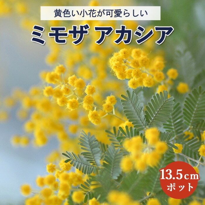ミモザ　アカシア 苗　アカシア苗　ミモザ苗　特大サイズ　シンボルツリー 楽天市場】【花苗】ミモザアカシア 苗 シンボルツリー ミモザ 銀