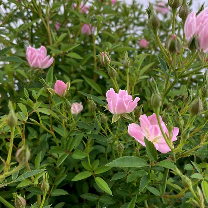 バラ 苗 ローズ ほほえみ 12cm鉢 育てやすい ミニバラ バラ苗 薔薇