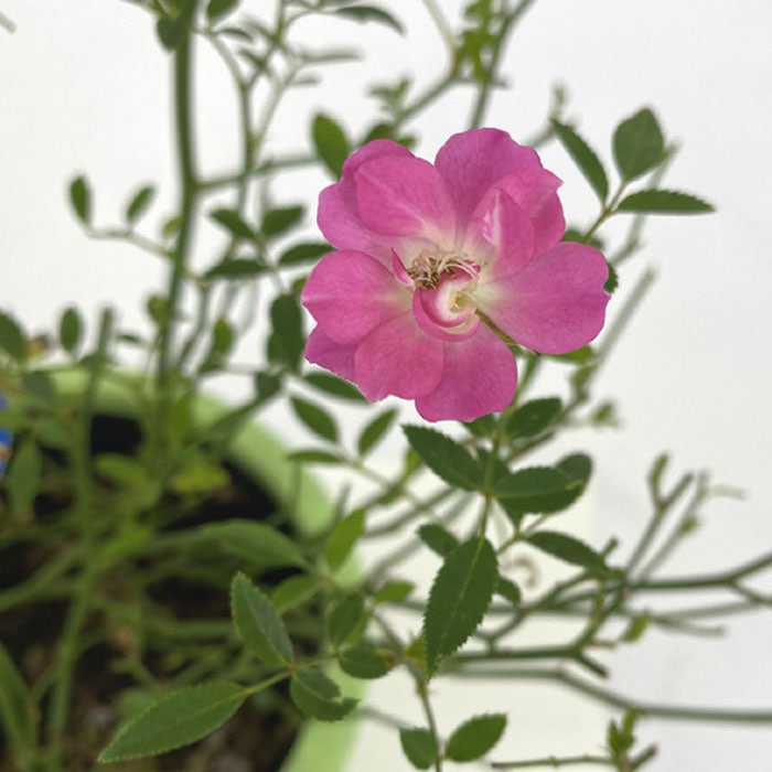 バラ 苗 ローズ ほほえみ 12cm鉢 育てやすい ミニバラ バラ苗 薔薇