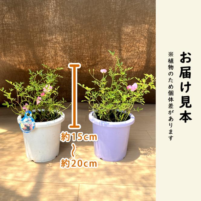 バラ 苗 ローズ ほほえみ 12cm鉢 育てやすい ミニバラ バラ苗 薔薇