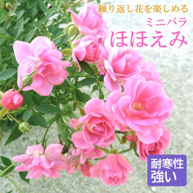 ピンクローズ 鉢植え 健康的な成長バラの苗（つぼみあり）・１２ 000000001437_MltN0iU.jpg