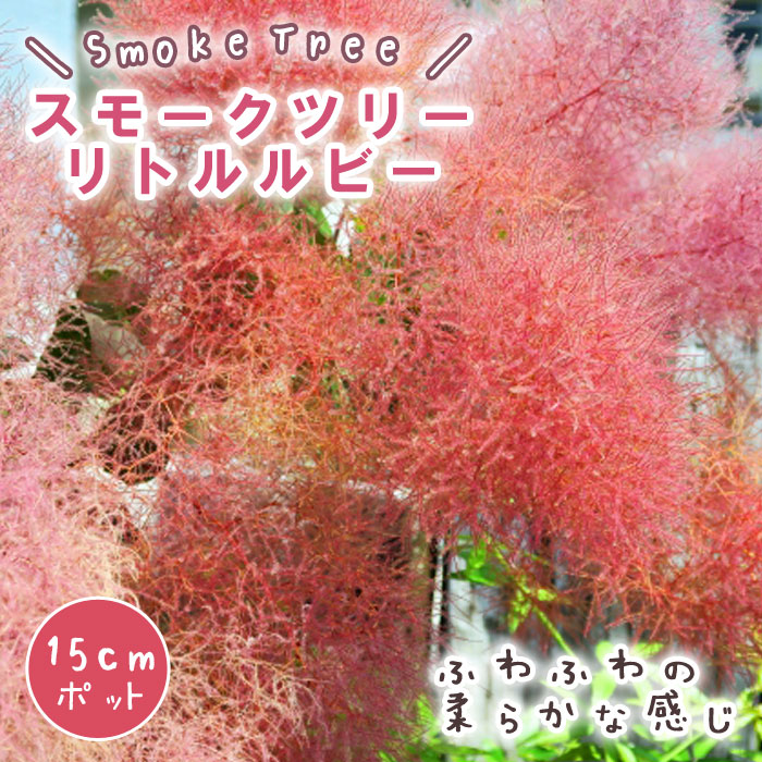 スモークツリー スモーク ツリー 苗木 リトルルビー 15cm