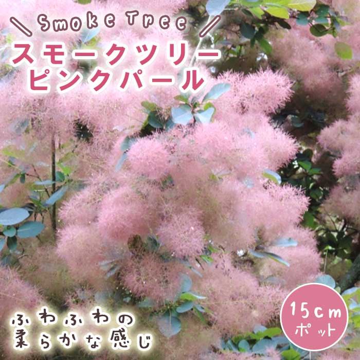 スモークツリー スモーク ツリー 苗木 ピンクパール 15cm