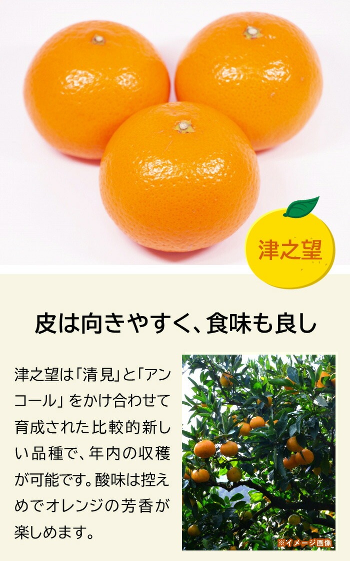 みかん 苗木 津之望 15cmポット 接木 柑橘苗 自家結実性 早生