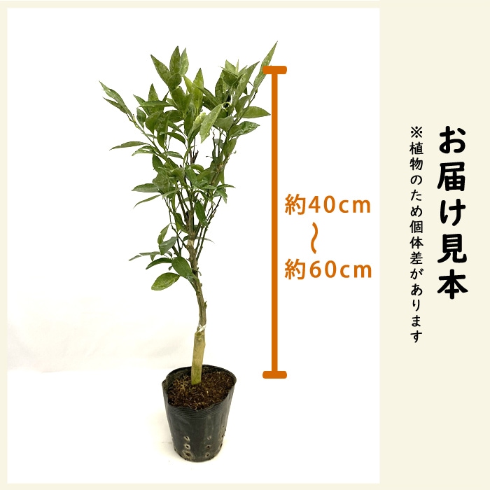 みかん 苗木 津之望 15cmポット 接木 柑橘苗 自家結実性 早生