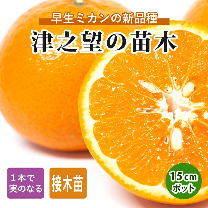 みかん 苗木 津之望 15cmポット 接木 柑橘苗 自家結実性 早生