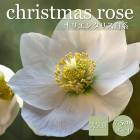 ���ꥹ�ޥ������� �� ��� ������ 7.5��� ���� �� ���� �Ѵ��� �����ǥ˥�  �إ�ܥ륹