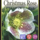 ���ꥹ�ޥ������� �� �򥹥ݥå� ������ 7.5��� ���� �� ���� �Ѵ��� �����ǥ˥�  �إ�ܥ륹