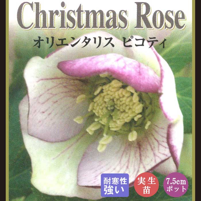 クリスマスローズ 苗 ピコティ 実生苗 7.5cm 実生 冬 花壇 耐寒性