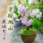 ��ͺ� ���� ���� ���å� �ں� ���� 1�� �� �� �� ���ھ� ƫ��ȭ �� �ߺ� �ߥ��ߺ�  Ȭ�ź餭 sakura ����̵��