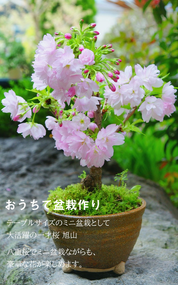 一才桜 旭山 栽培 セット 【桜 苗木 1本 ＋ 土 ＋ 信楽焼 陶器鉢