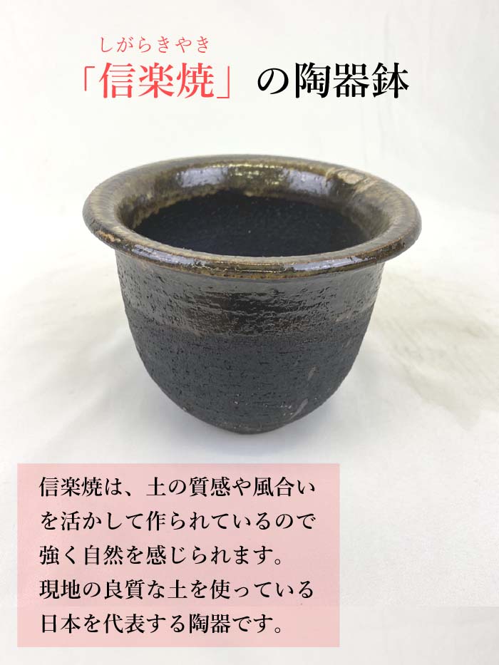葉桜でお届け】一才桜 旭山 栽培 セット 【桜 苗木 1本 ＋ 土 ＋